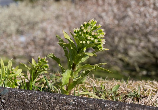 201503250857-DSC06340N6.jpg