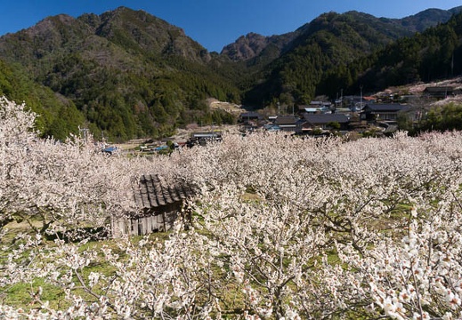 201503250918-DSC06373N6.jpg