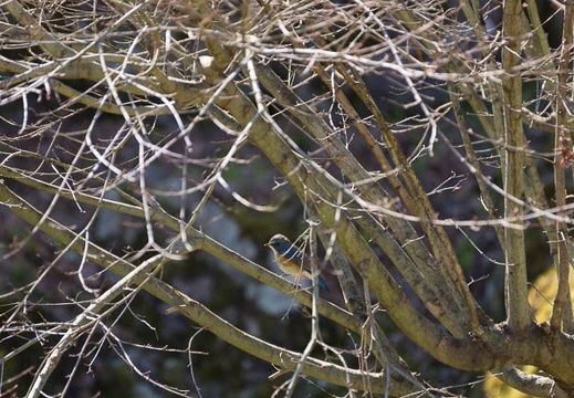 201503250937-DSC02722.jpg
