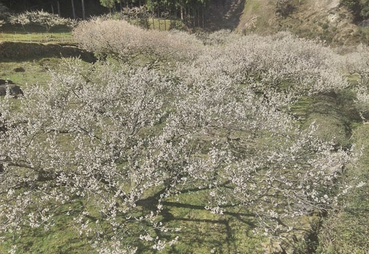 20150325093828-SH-06F.jpg