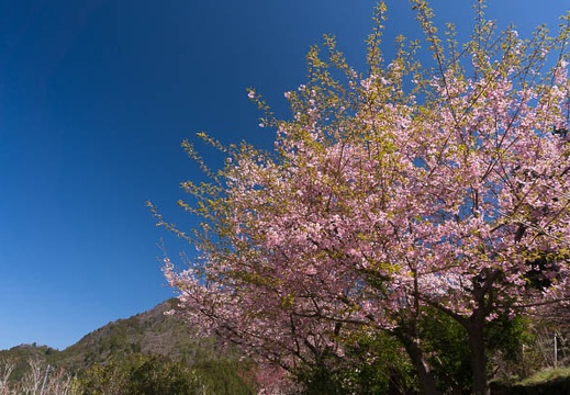 201503251001-DSC06419N6.jpg