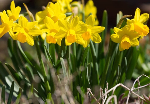 201503251028-DSC02792.jpg