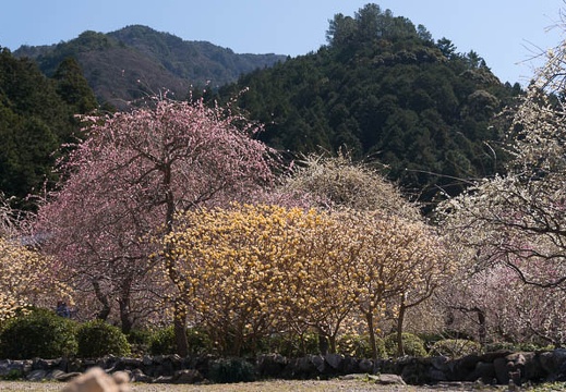 201503251116-DSC06485N6.jpg