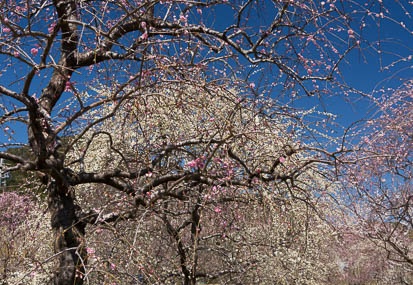 201503251121-DSC06503N6.jpg