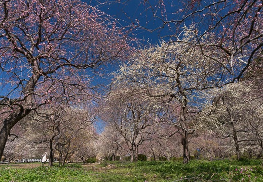201503251127-DSC06505N6.jpg
