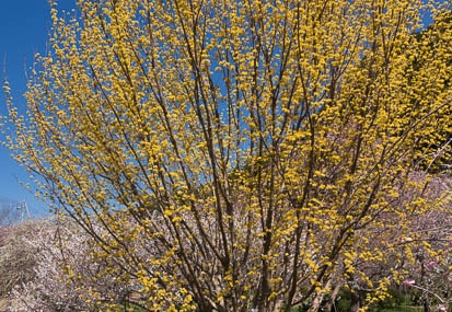 201503251128-DSC06513N6.jpg