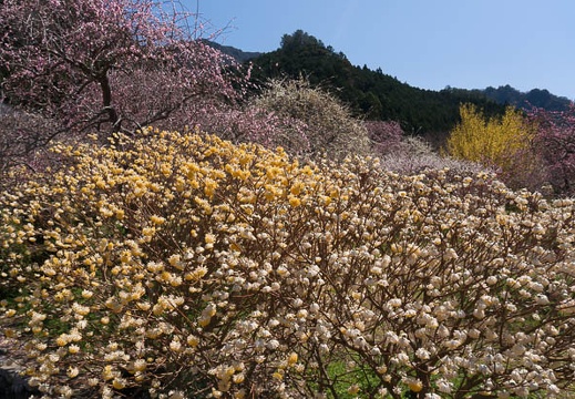201503251131-DSC06522N6.jpg