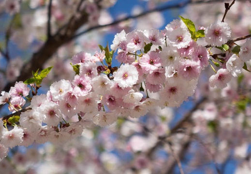 201503261040-DSC08442R10.jpg