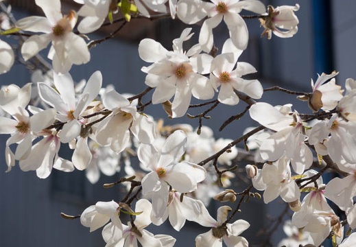 201503261050-DSC08465R10.jpg