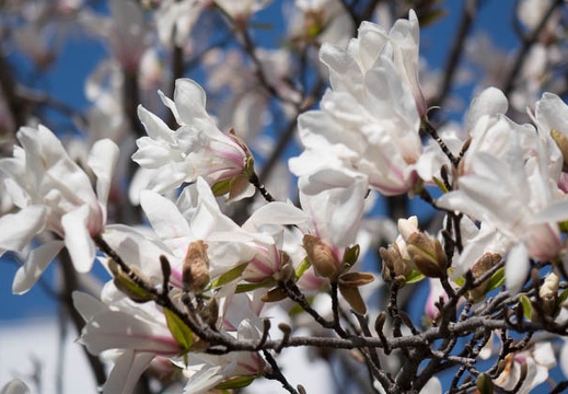 201503261114-DSC08473R10.jpg