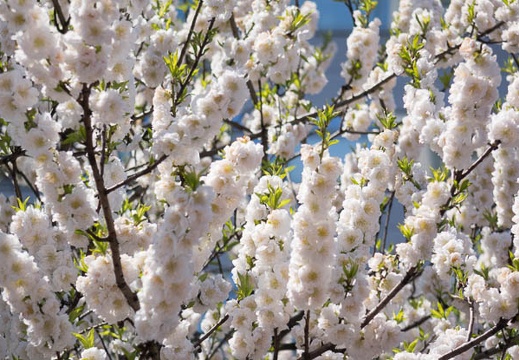 201503261201-DSC08505R10.jpg