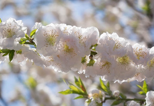 201503261202-DSC08509R10.jpg