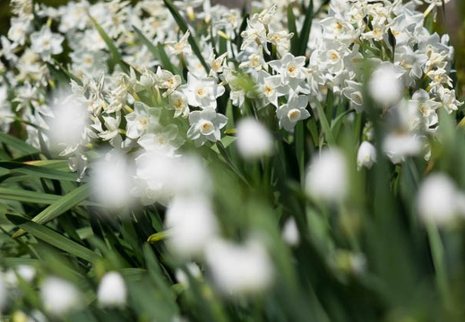 201503261322-DSC08575R10.jpg