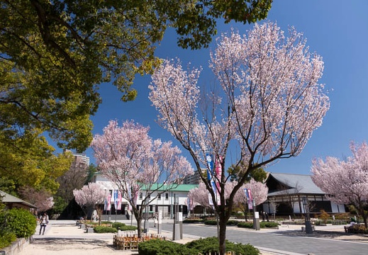 201503261339-DSC08624R10.jpg
