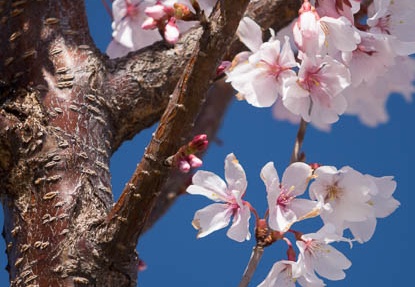 201503261346-DSC08647R10.jpg