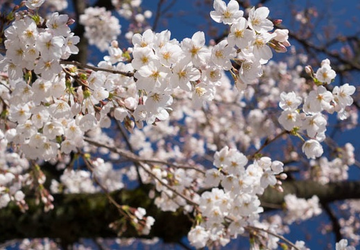 201503261512-DSC08685R10.jpg