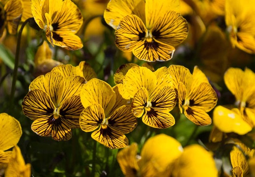 201503271029-DSC02947.jpg