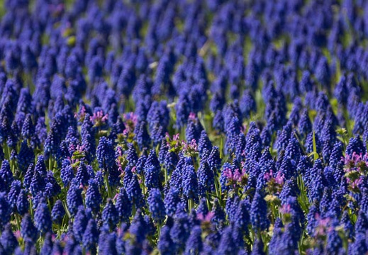 201503271045-DSC02981.jpg