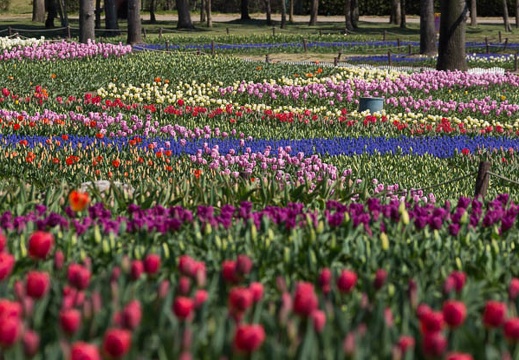 201503271050-DSC02997.jpg