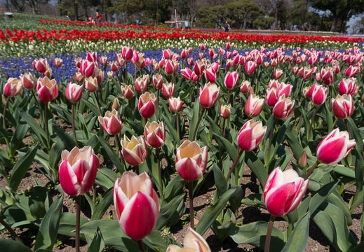 201503271123-DSC06689N6.jpg