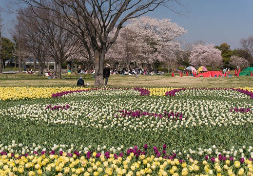 201503271137-DSC06712N6.jpg