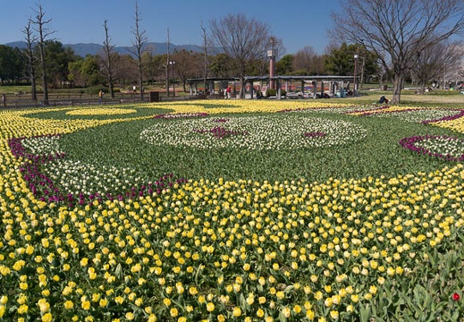 201503271139-DSC06717N6.jpg