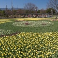 201503271139-DSC06717N6.jpg