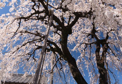 201503271333-DSC06753N6.jpg