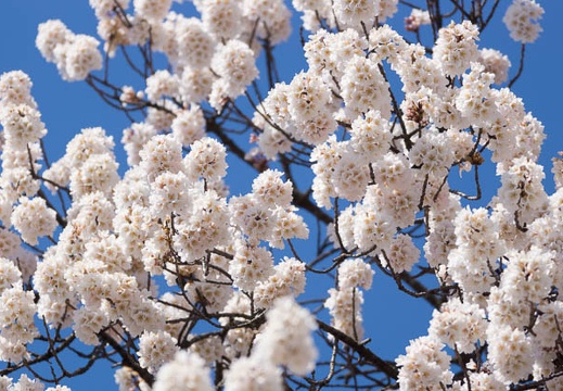 201503271335-DSC03133.jpg