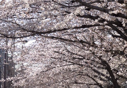 201503281534-DSC03261.jpg