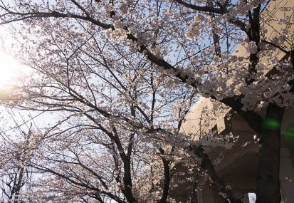 201503281535-DSC06872N6.jpg