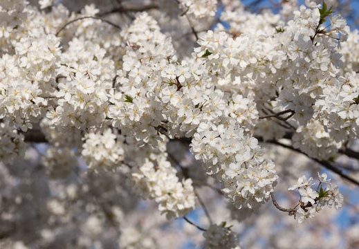 201503281539-DSC03269.jpg