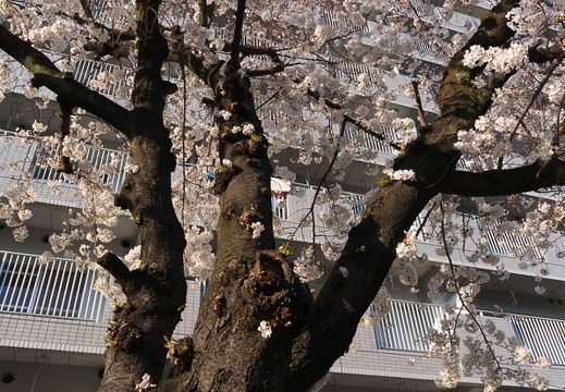 201503281648-DSC06952N6.jpg