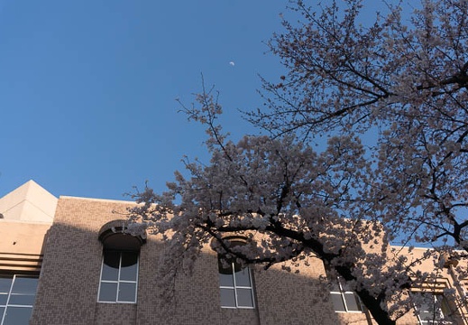 201503281650-DSC06956N6.jpg