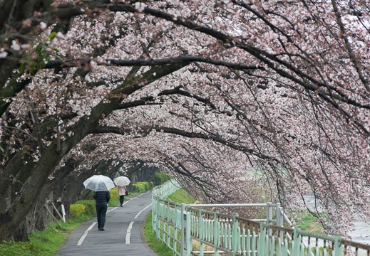 201503291145-DSC06214A55.jpg
