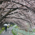 201503291145-DSC06214A55.jpg
