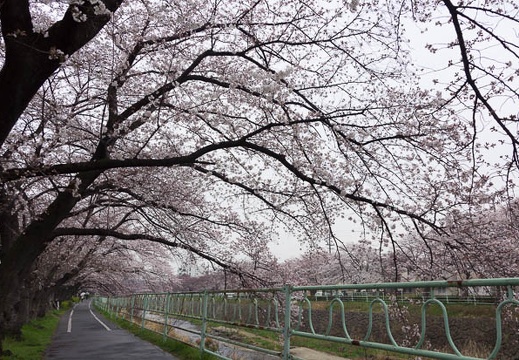 201503291146-DSC06220A55.jpg