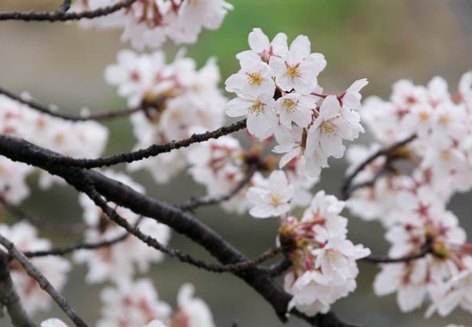 201503291231-DSC06331A55.jpg
