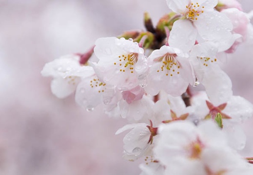 201503291540-DSC06394A55.jpg