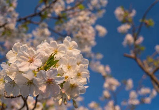 201503300612-DSC06974N6.jpg