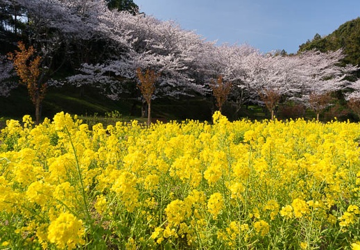 201503300837-DSC00572.jpg