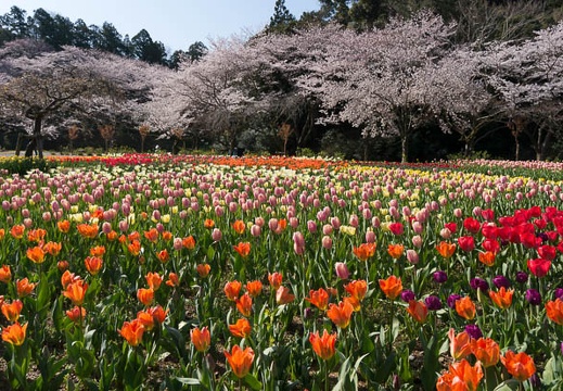 201503300857-DSC00602.jpg