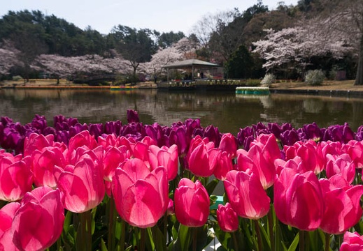 201503300954-DSC07132N6.jpg