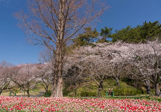 201503301019-DSC07171N6.jpg