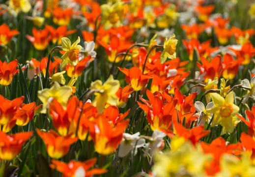 201503301021-DSC03599.jpg