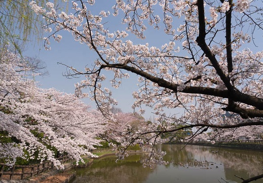 201503311215-DSC07585N6.jpg