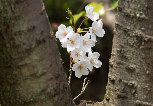201503311224-DSC04032.jpg