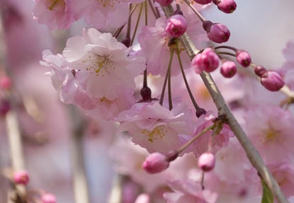 201503311244-DSC04051.jpg