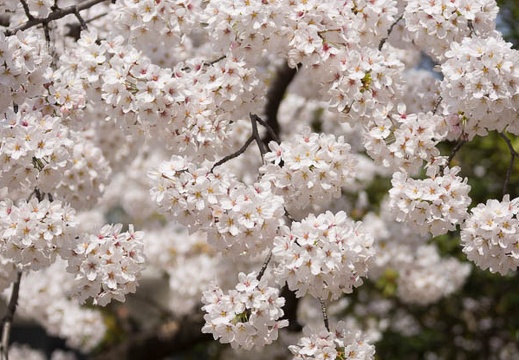 201503311253-DSC04061.jpg