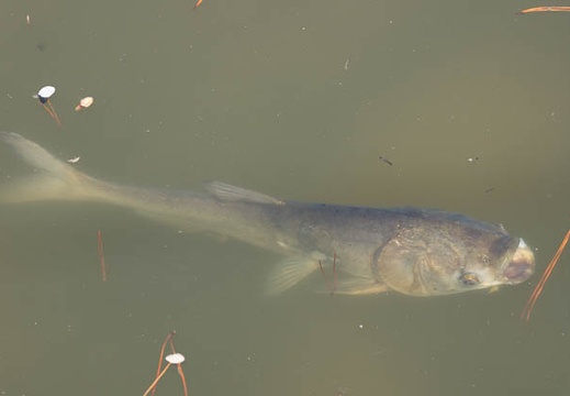 201503311331-DSC04094.jpg